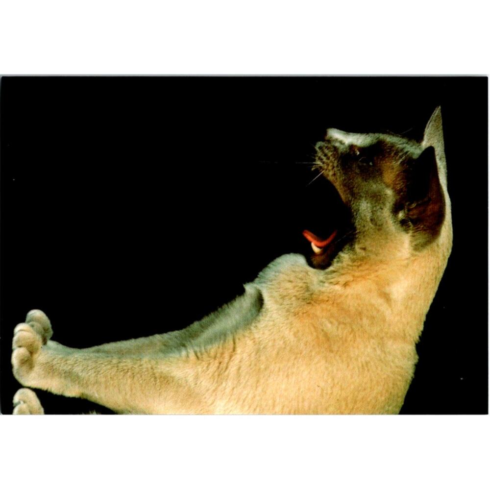 Postcard Cat  Yawn Siamese Adriano Bacchella Matt Finish Art Unlimited 6 x 4"